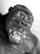museum de histoire naturelle rouen 8-2021 9491